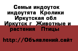 Семьи индоуток, индоутята. Кролики - Иркутская обл., Иркутск г. Животные и растения » Птицы   